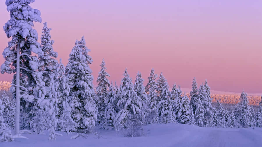 Snowy Pine Trees Nice Desktop Wallpaper