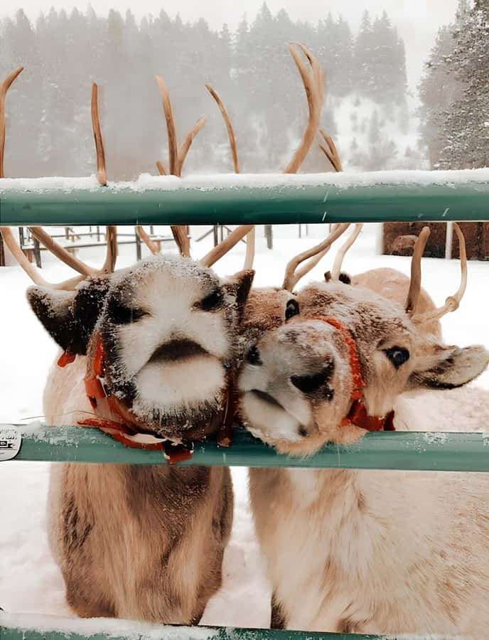 Snowy Reindeer Friends Wallpaper
