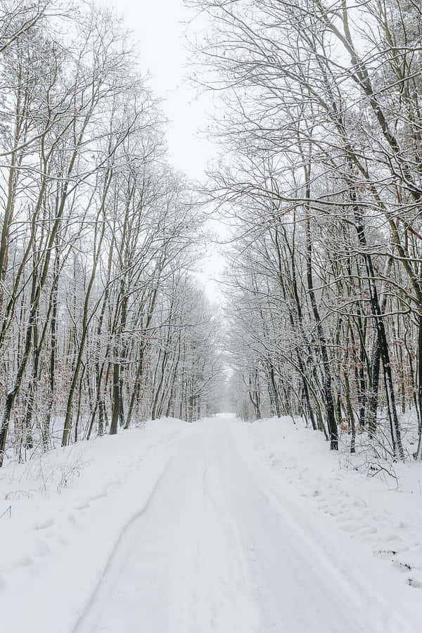 Snowy Road Through A Scenic Winter Wonderland Wallpaper
