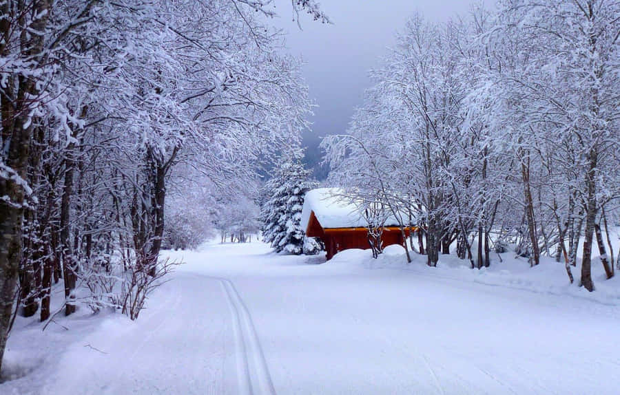 Snowy Road Through A Wintry Forest Wallpaper