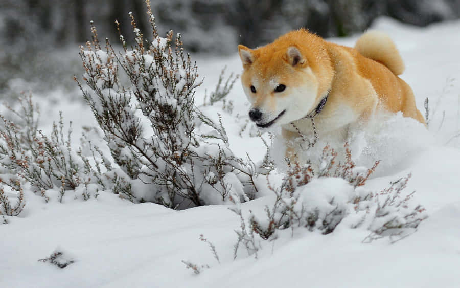 Snowy Winter Landscape With Red Fox Wallpaper