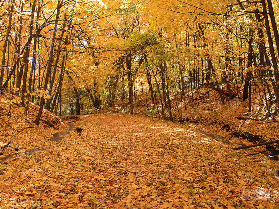 Soaking In Autumn Sunshine Wallpaper