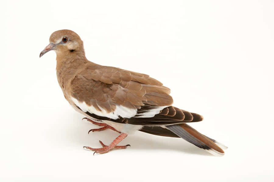 Soar Above It All Wallpaper