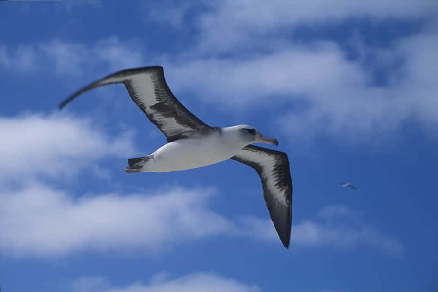 Soaring_ Albatross_ Against_ Blue_ Sky.jpg Wallpaper