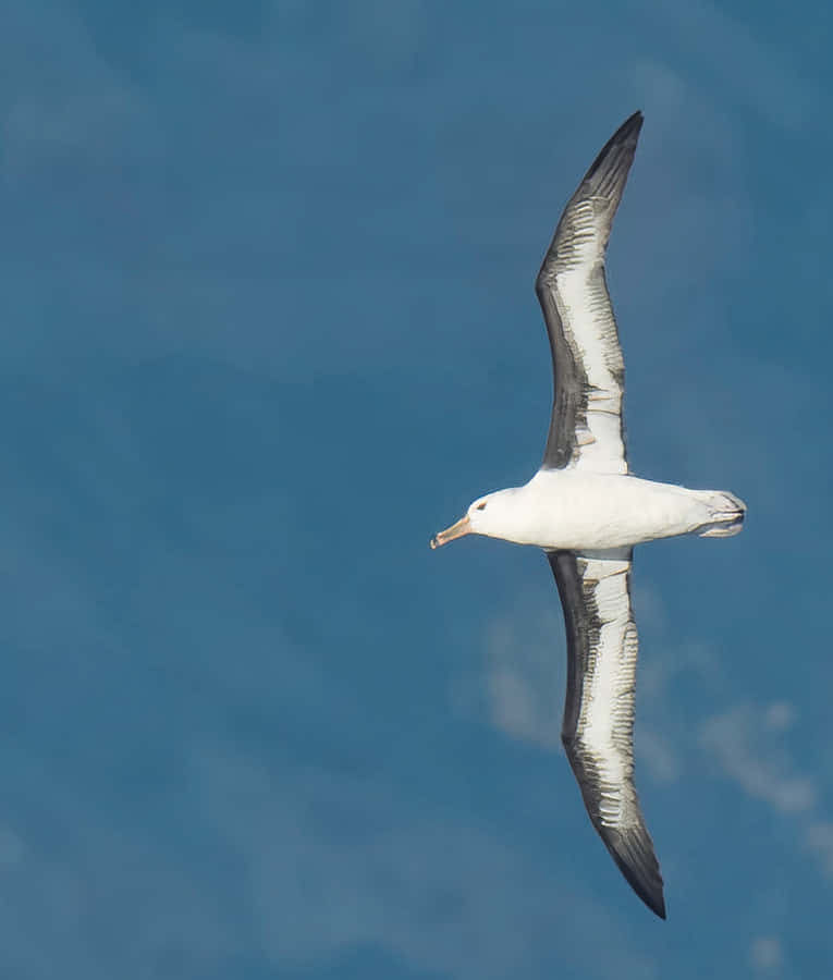 Soaring_ Albatross_ Against_ Blue_ Sky.jpg Wallpaper