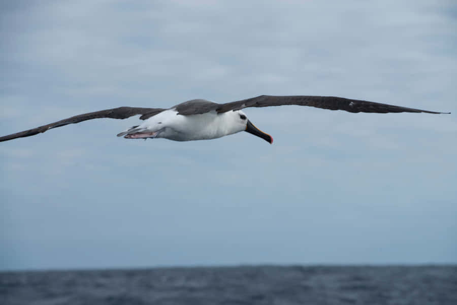 Soaring_ Albatross_ Over_ Ocean.jpg Wallpaper
