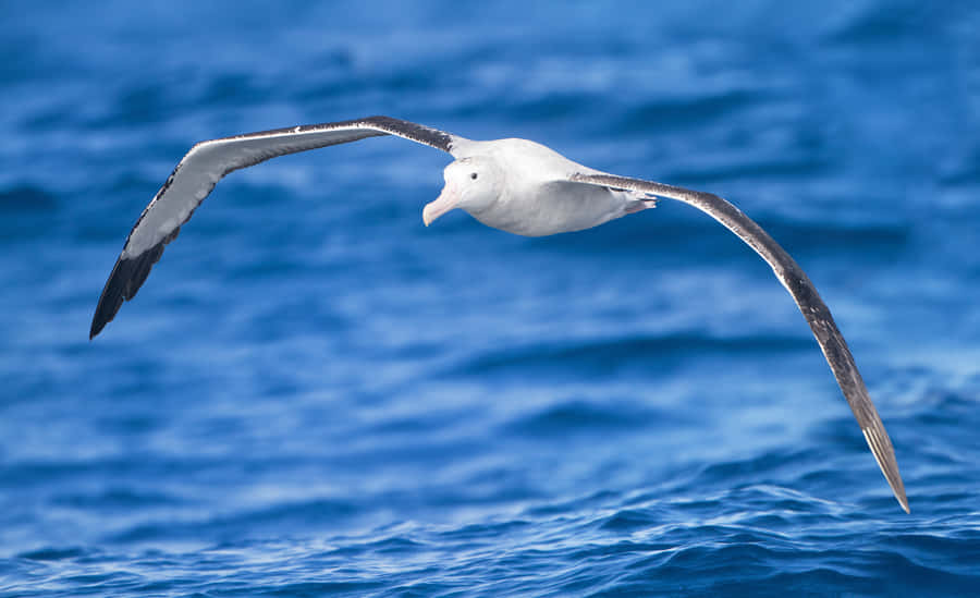 Soaring_ Albatross_ Over_ Ocean.jpg Wallpaper