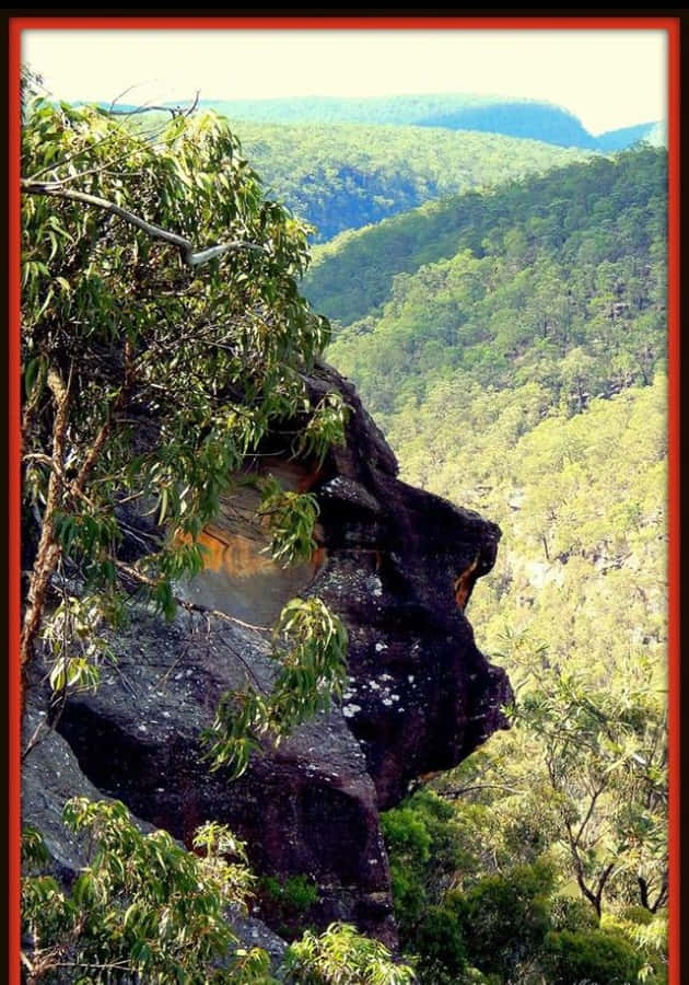 Soaring Cliffs And Verdant Climates Of Blue Mountains National Park Wallpaper