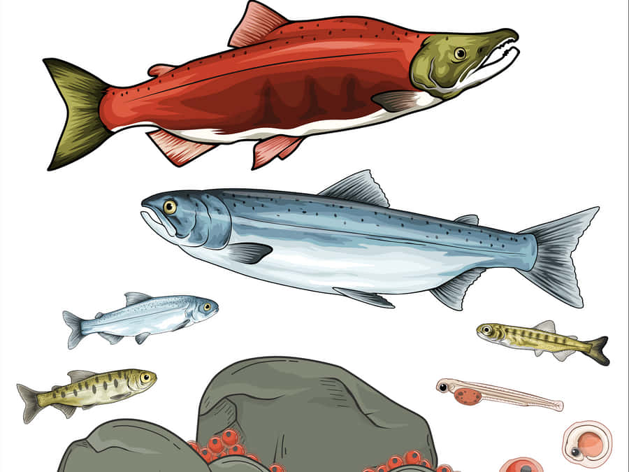Sockeye Salmon Life Cycle Illustration Wallpaper