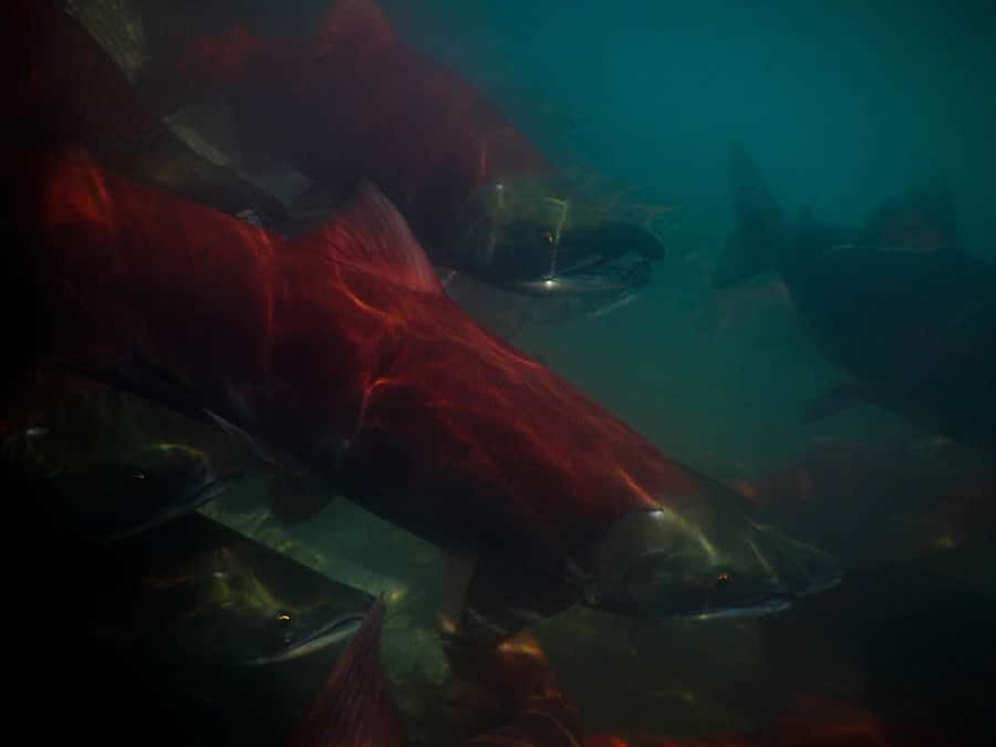 Sockeye Salmon School Underwater Wallpaper