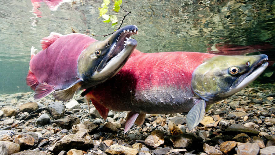 Sockeye Salmon Spawning Wallpaper