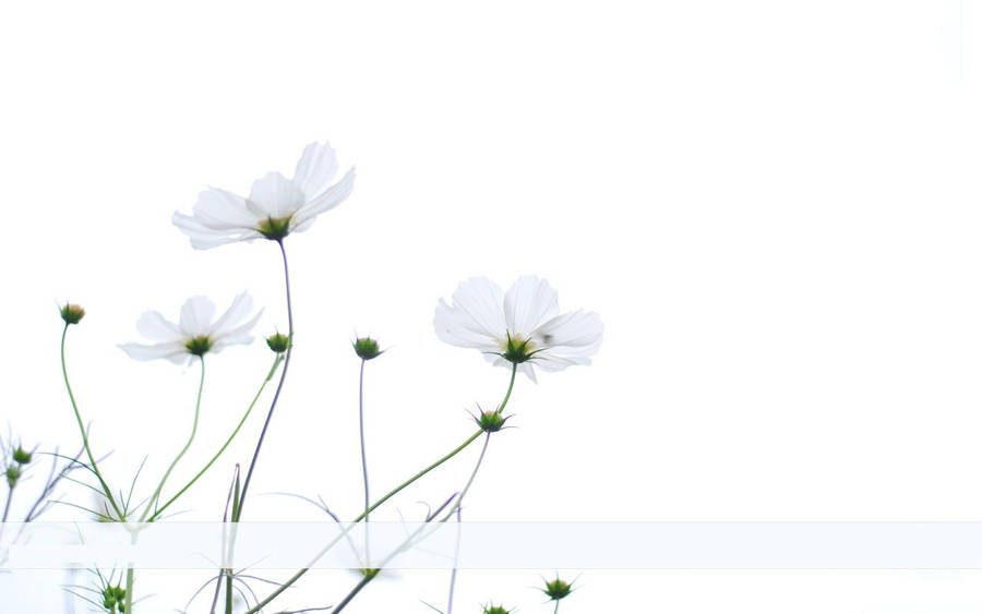 Soft And Subtle Minimalist Flower Computer Wallpaper