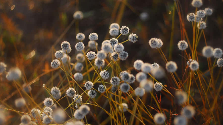 Soft Focus Depth Effect Wallpaper