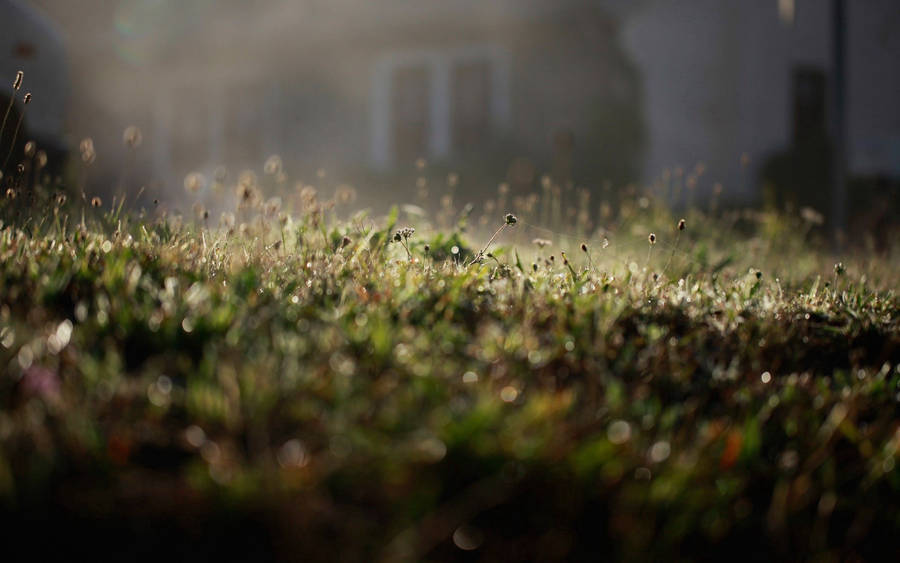 Soft Glow Of The Morning Garden Wallpaper