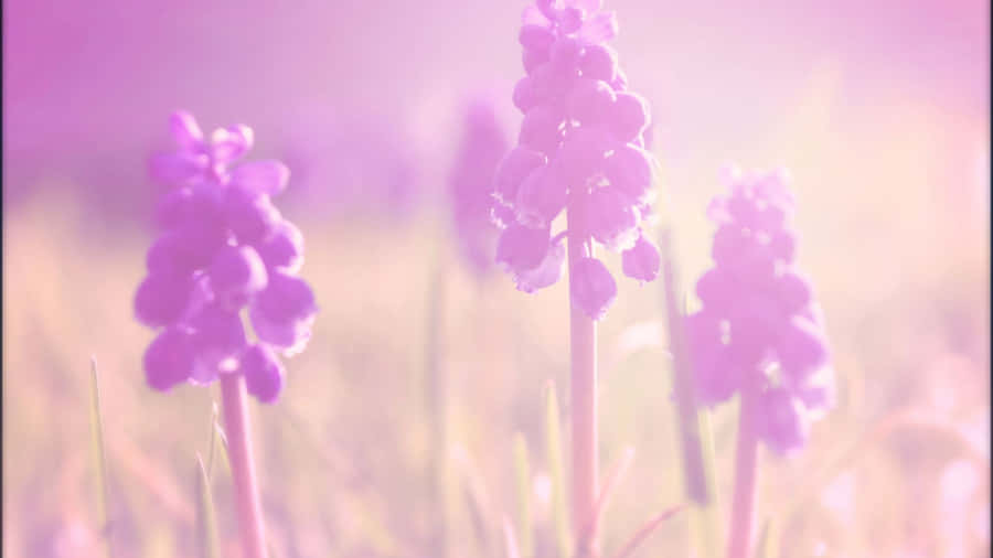 Soft Pastel Spring Flowers Wallpaper