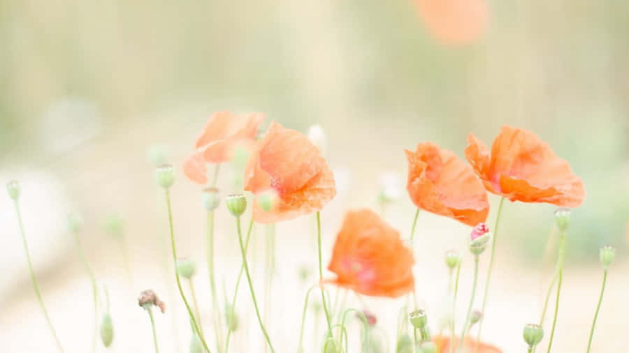 Soft Pastel Spring Flowers Wallpaper