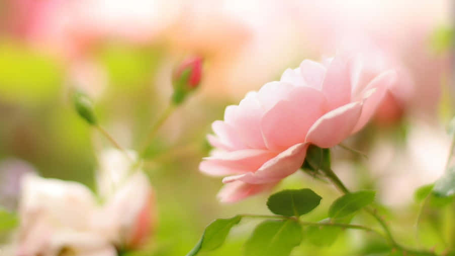 Soft Pink Rose With Green Leaves Wallpaper