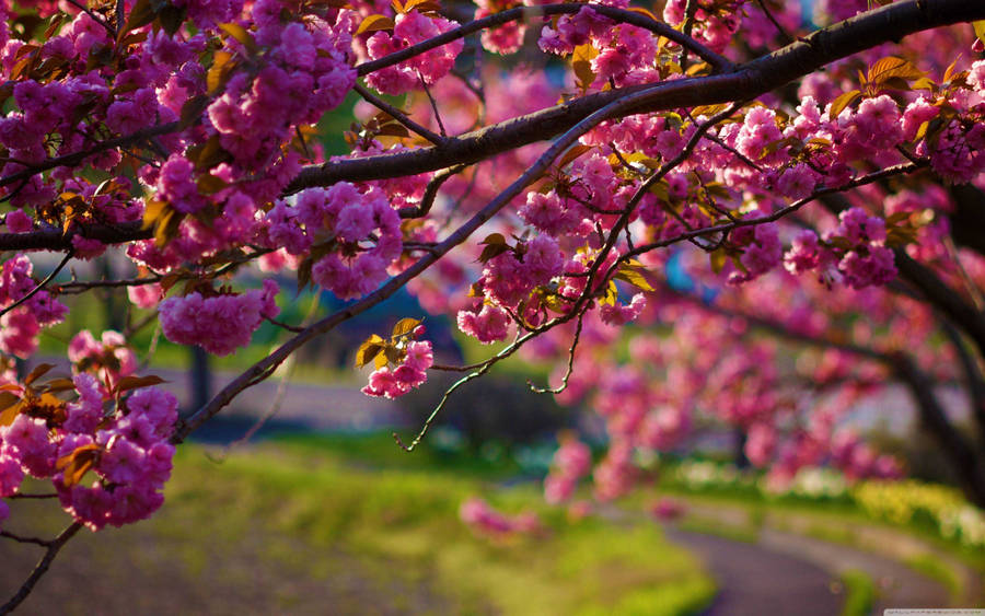 Soft Pink Sakura Falling Gently On A Japanese Spring Desktop Wallpaper