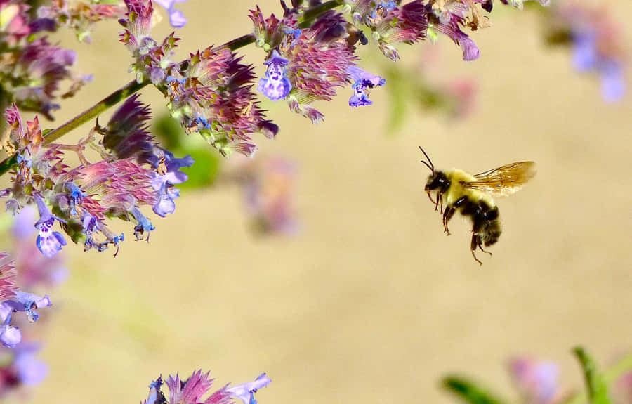 Solitary Bee Flight Near Flowers Wallpaper