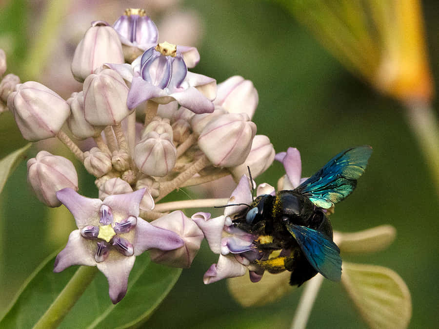 Solitary_ Bee_ Pollinating_ Flowers.jpg Wallpaper