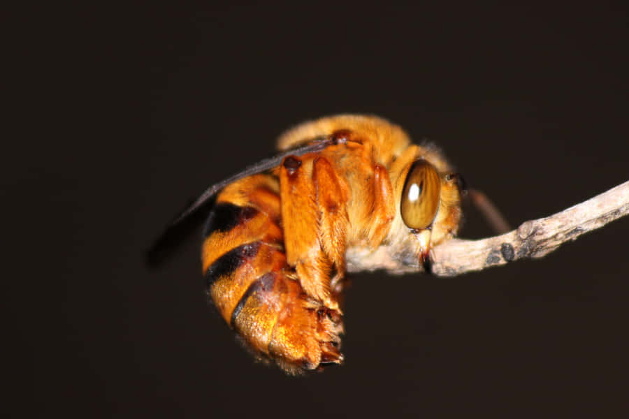 Solitary Bee Restingon Twig Wallpaper