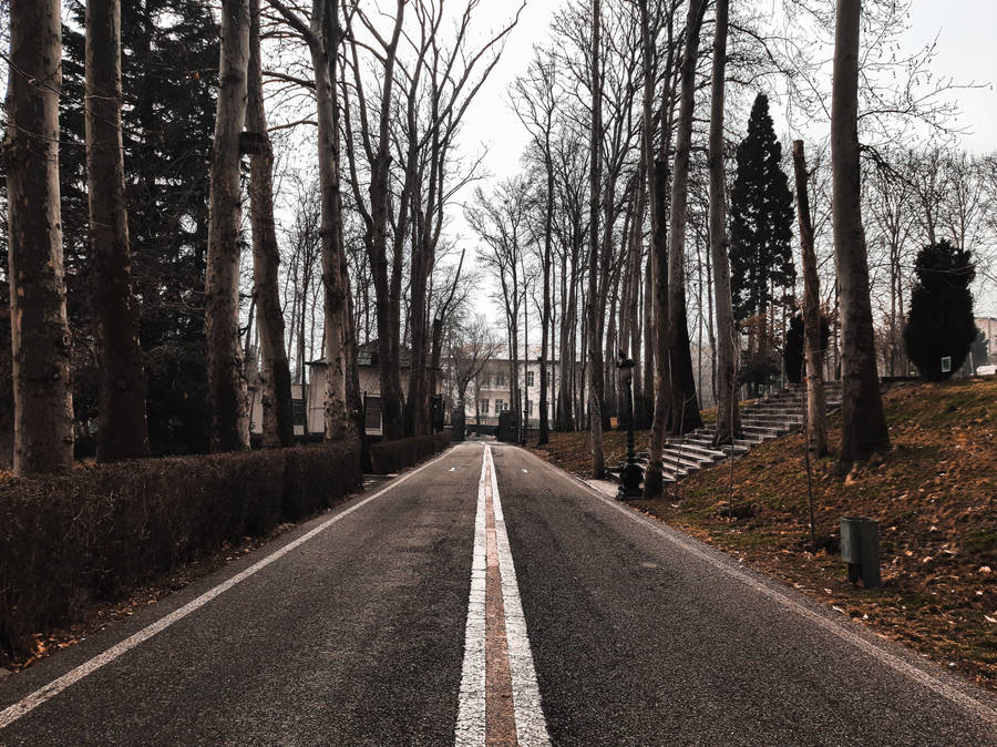 Solitary Fall Desktop Wallpaper