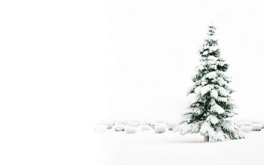 Solitary Snow Covered Tree Wallpaper