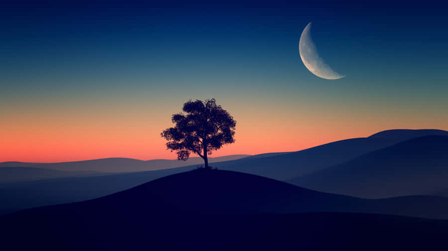 Solitary Tree Moonrise Silhouette4 K Wallpaper