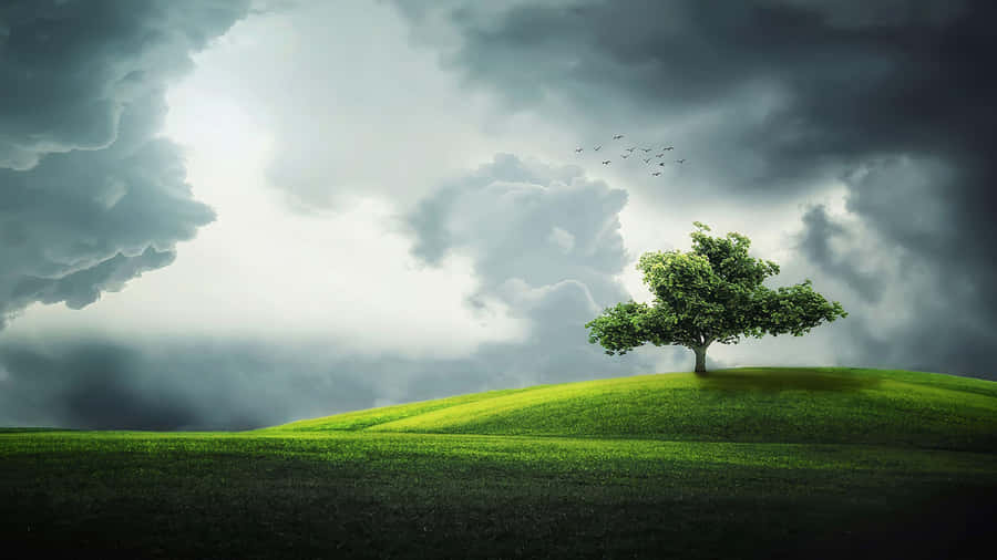 Solitary_ Tree_ Under_ Stormy_ Skies_4 K Wallpaper