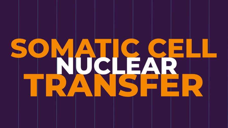 Somatic Cell Nuclear Transfer Wallpaper