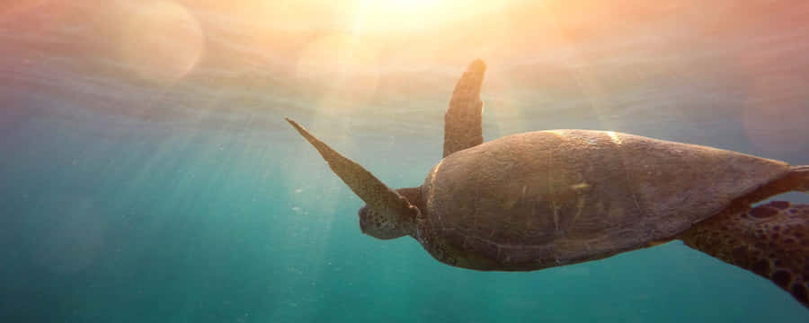 Somatic Turtle Swimming Wallpaper