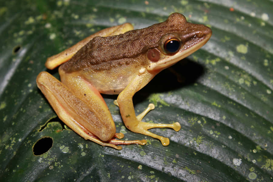 South Asian Frogon Leaf Wallpaper