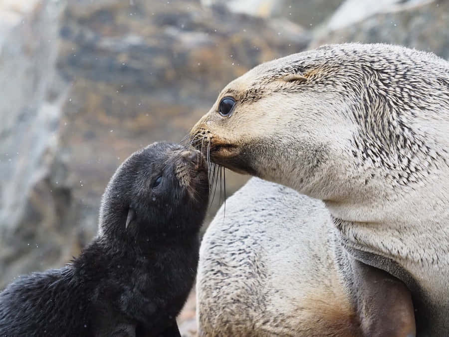Southern Fur Seal Motherand Pup Affection Wallpaper
