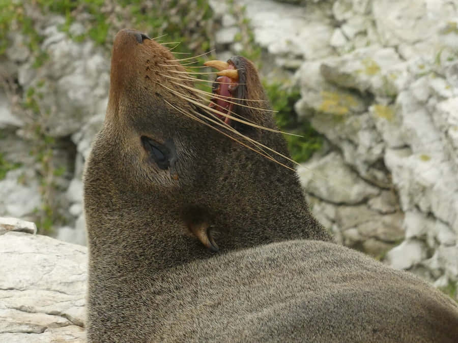 Southern Fur Seal Profile View Wallpaper