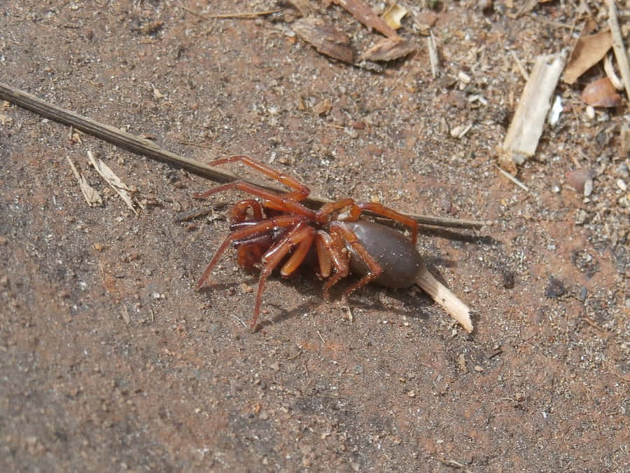 Sowbugon Ground Wallpaper