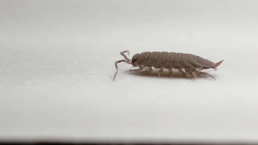 Sowbugon White Background Wallpaper