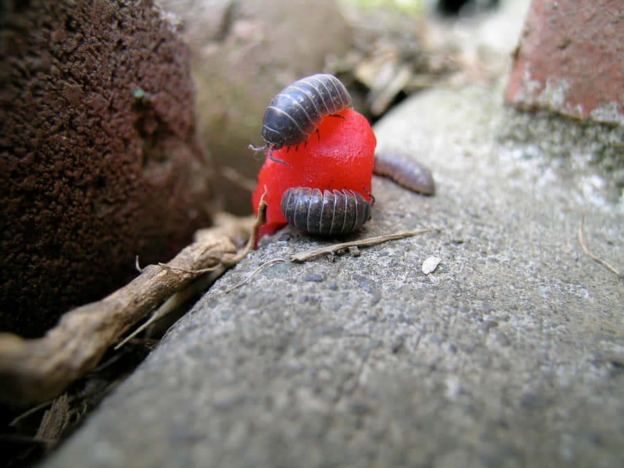 Sowbugs Feastingon Watermelon Wallpaper