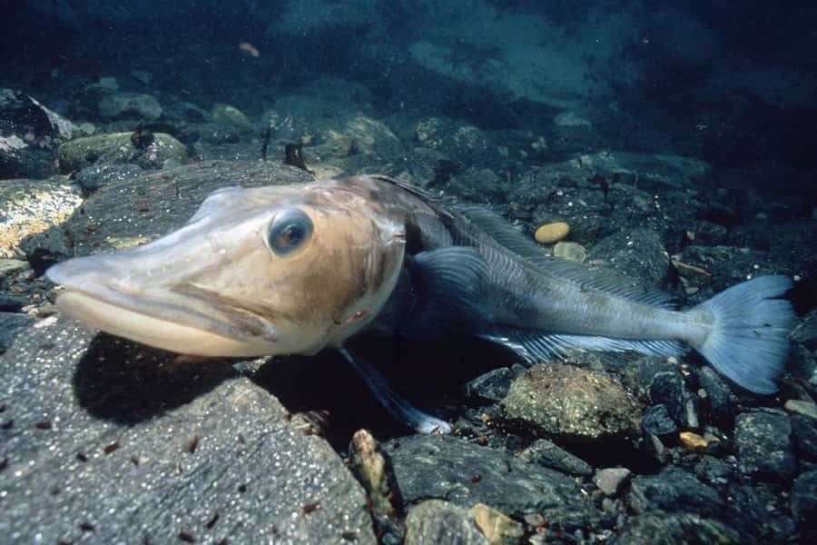 Spectacular Icefish In Deep Water Wallpaper