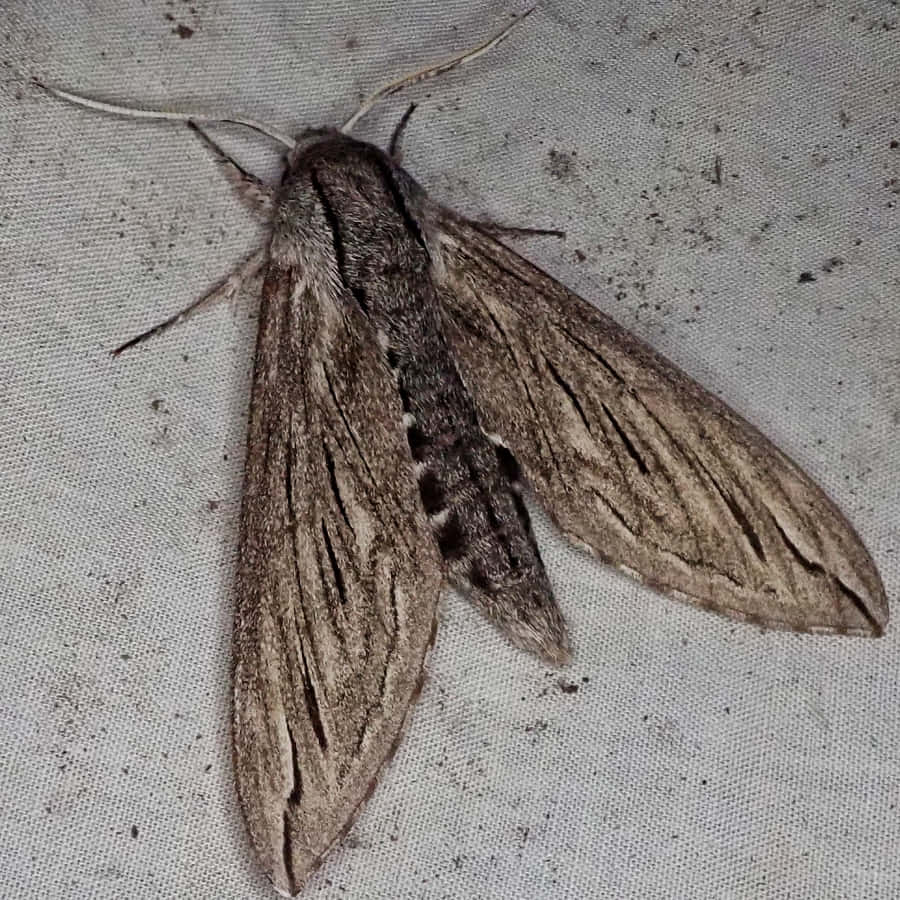 Sphinx Moth Restingon Fabric Wallpaper