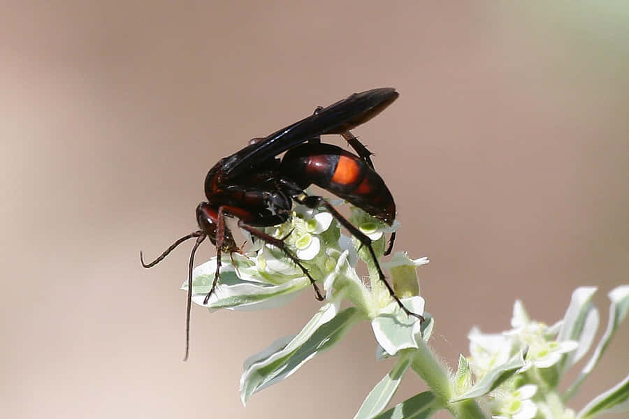 Spider Waspon Flower Wallpaper
