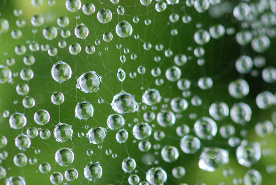 Spiderweb Water Droplet Wallpaper