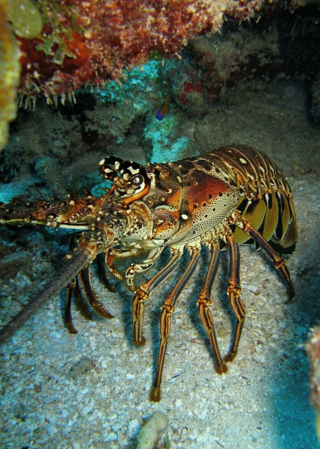 Spiny Lobster Underwater Reef Scene Wallpaper
