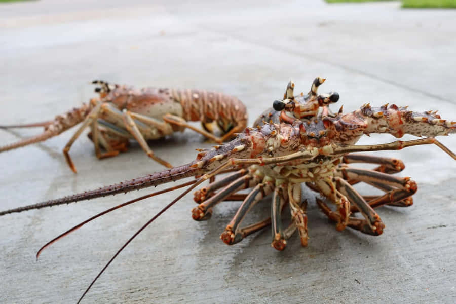 Spiny Lobsterson Concrete Wallpaper