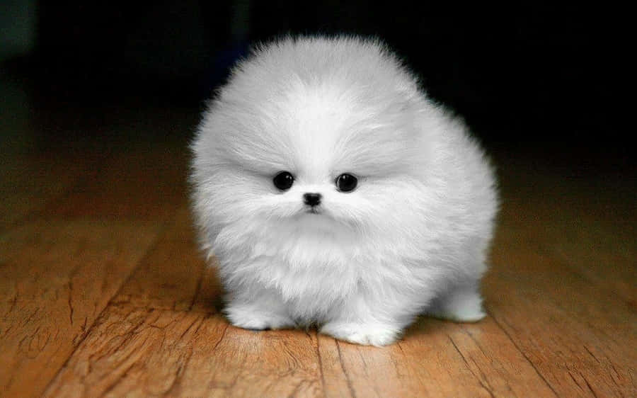 Splash Amidst Nature: Delightfully Fluffy Golden Retriever Enjoying His Time In The Forest Wallpaper