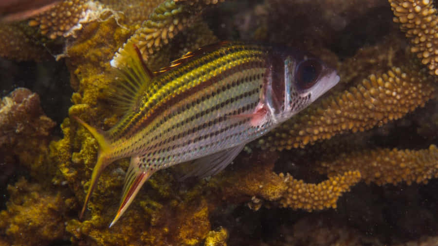 Splendid Close-up Shot Of A Squirrelfish In Deep Ocean Wallpaper