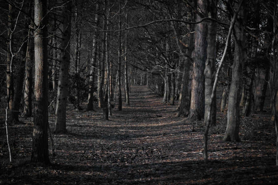 Spooky Empty Forest Desktop Wallpaper
