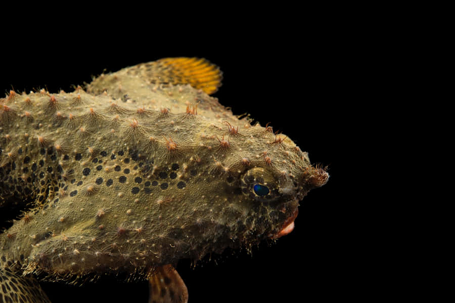 Spotted_ Batfish_ Profile Wallpaper