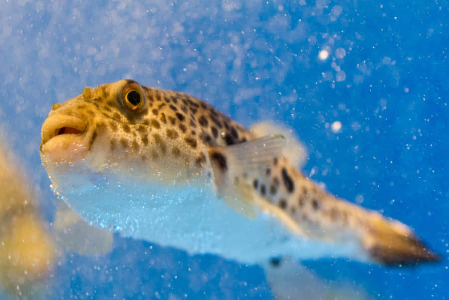 Spotted Blowfish Underwater Wallpaper