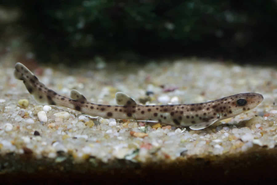 Spotted Cat Shark Aquarium Wallpaper