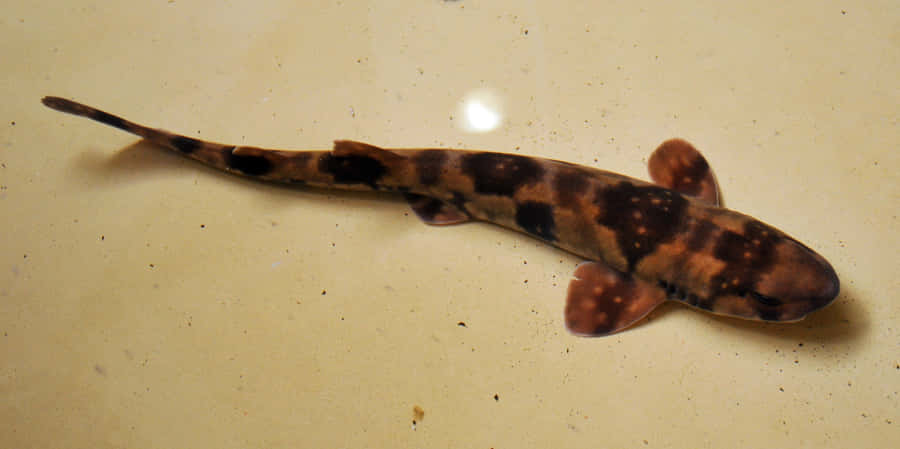 Spotted Cat Shark Swimming Wallpaper
